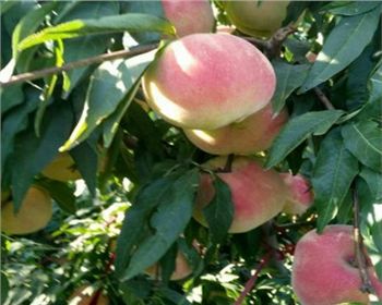 舞鋼市桃樹苗批發(fā)告訴您河南桃樹苗的種植方法