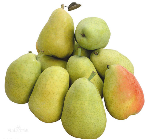 河南梨樹苗基地