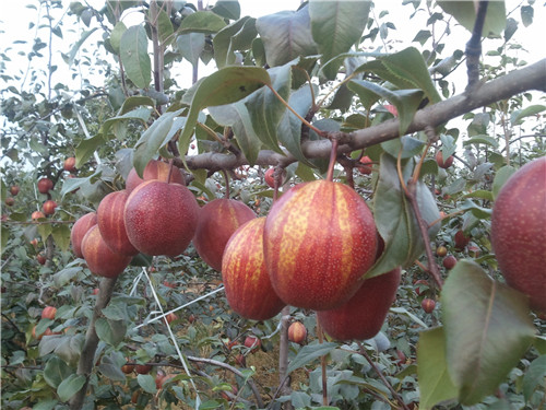河南梨樹苗基地