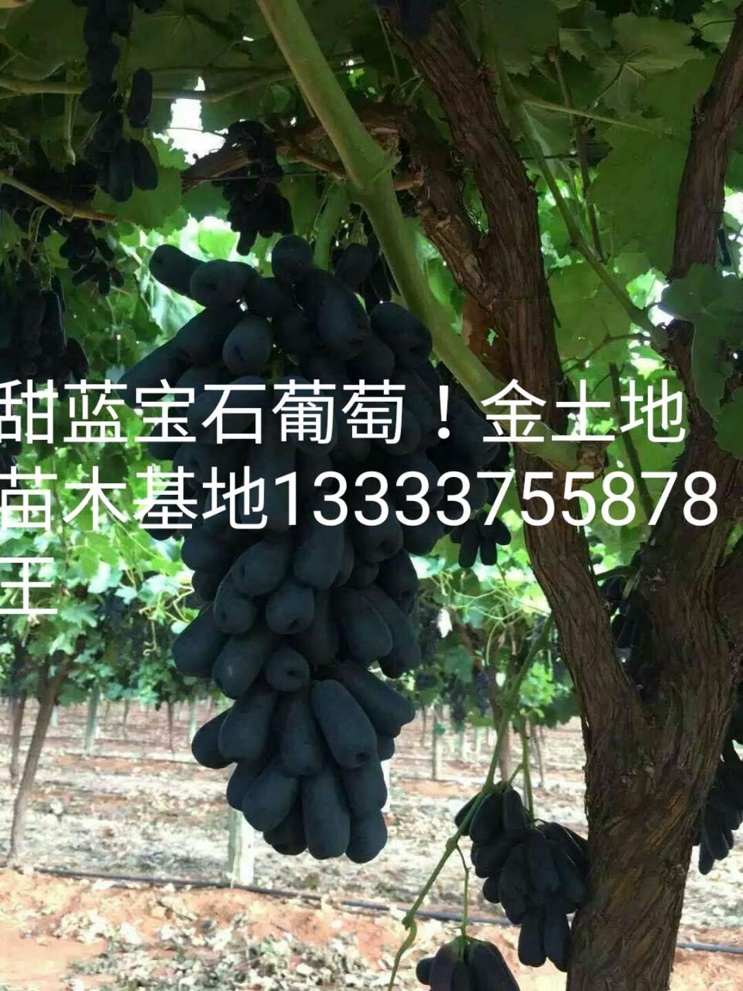 藍(lán)寶石葡萄樹苗種植