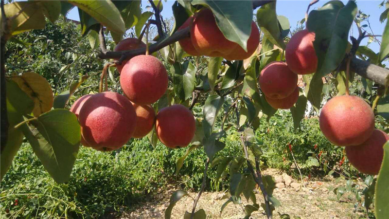 河南梨樹苗品種介紹