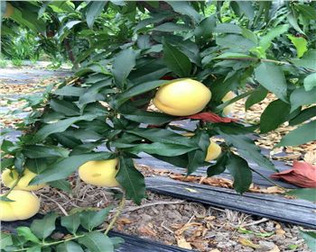 如何提高桃樹(shù)苗的成活率？