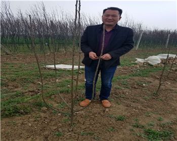 南陽(yáng)客戶(hù)服務(wù)柱狀蜜梨的修剪技術(shù)指導(dǎo)