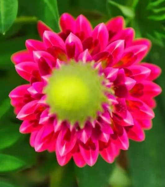 魯冰花種植基地