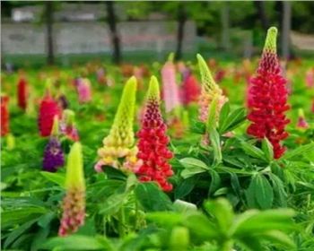 河南鄭州魯冰花