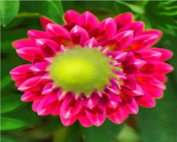 河南平頂山魯冰花