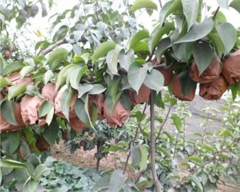 河南晚秋黃梨苗廠家為您分享多年種植技巧！