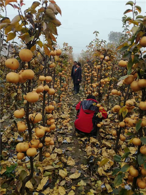 河南晚秋黃梨苗批發(fā)