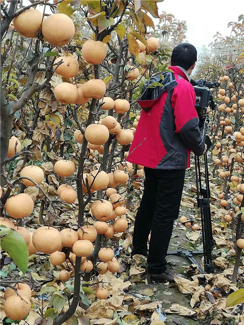 河南晚秋黃梨苗價格