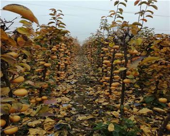 河南晚秋黃梨苗種植