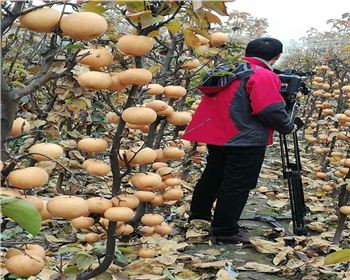 河南梨樹苗在套袋的時(shí)候注意哪些問題呢？