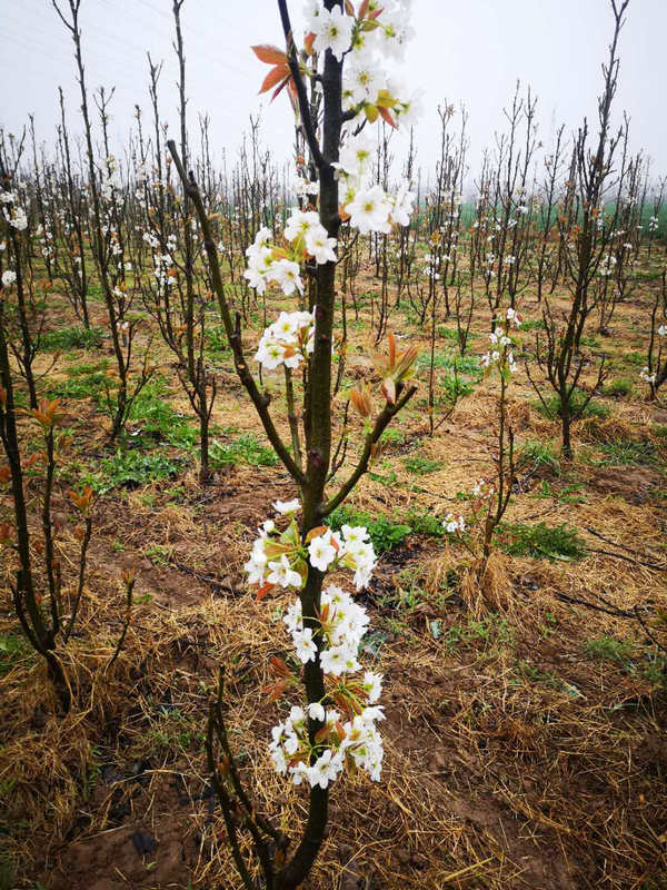 柱狀梨兩年開花壯
