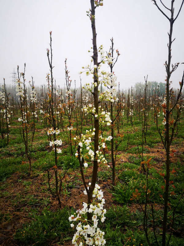 河南梨樹苗