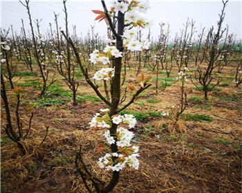 蜜梨一號(hào)批發(fā)