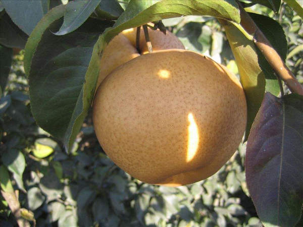 種植晚秋黃梨苗我們不僅有栽培技術(shù)還有一條龍服務(wù)哦