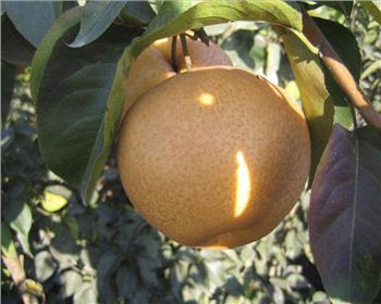 種植晚秋黃梨苗我們不僅有栽培技術(shù)還有一條龍服務(wù)哦