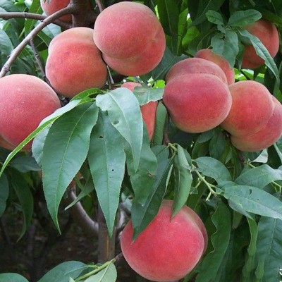 河南桃樹(shù)苗