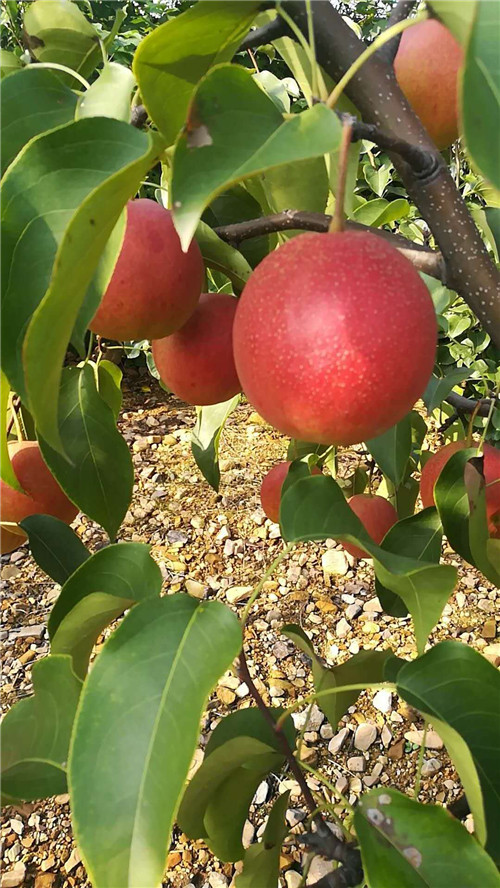 河南晚秋黃梨苗