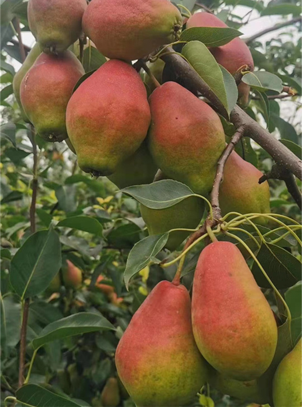 河南晚秋黃梨苗