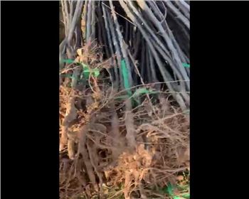 應雪黃莉樹苗視頻展示