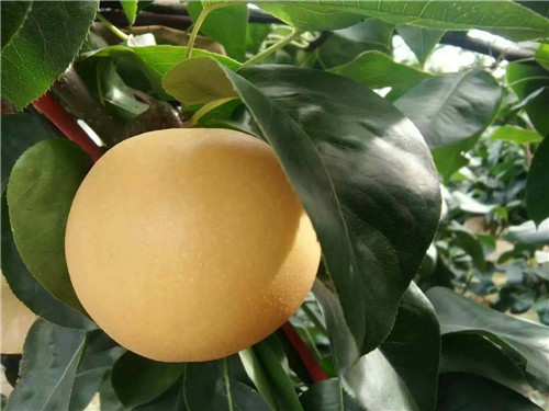 河南晚秋黃梨苗