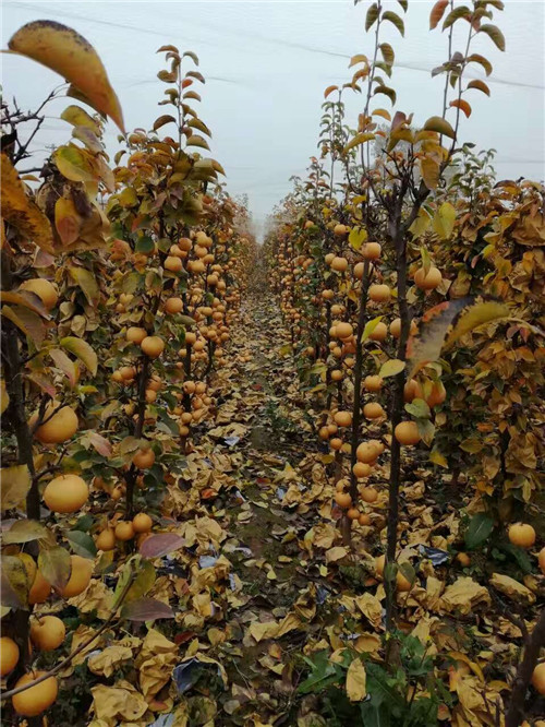 河南晚秋黃梨苗