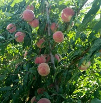 河南桃樹(shù)苗