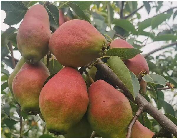 河南晚秋黃梨苗