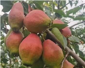 河南晚秋黃梨苗分享晚熟黃梨新品種有哪些