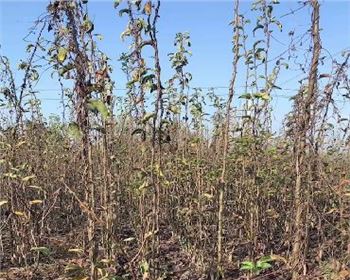 蜜梨一號(hào)最新梨品種產(chǎn)量高最甜農(nóng)歷八月十五成熟