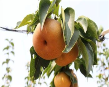 晚秋黃梨，初次掛果是在第幾年