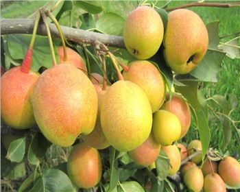 梨樹(shù)苗的拉枝促果及吊枝防裂技術(shù)!