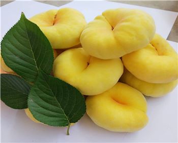 河南桃樹苗廠家分享愛護(hù)桃樹，享受碩果：桃樹日常養(yǎng)護(hù)指南